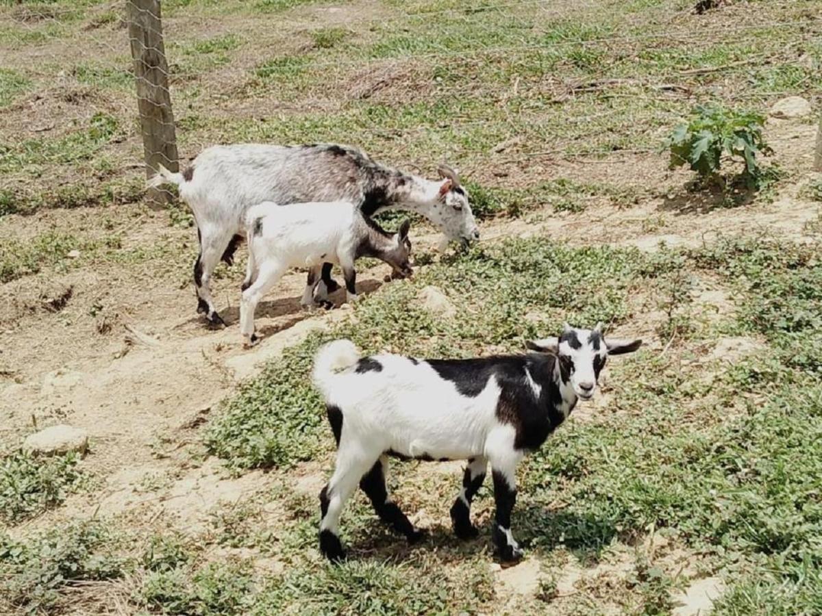 Hotel Fazenda Ararita Pôrto Feliz Eksteriør bilde