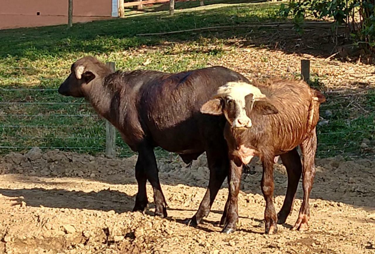 Hotel Fazenda Ararita Pôrto Feliz Eksteriør bilde